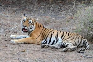 पश्चिम चम्पारण के बाल्मीकि नगर टाइगर रिजर्व में बाघिन की मौत,