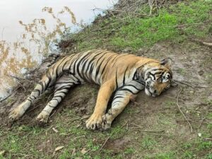 वाल्मीकि टाइगर रिजर्व में एक और बाघ की मौत