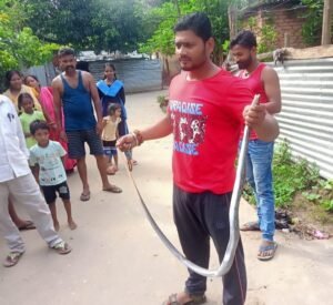 लोग दहशत मे : रिहायशी इलाके के घरों से नित्य हो रहे सांप रेस्क्यू