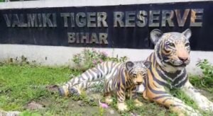 वीटीआर क्षेत्र में एक और बाघ का शव पाए जाने से मचा हड़कम्प