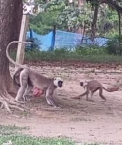 पेड़ से गिरे ज़ख़्मी बन्दर की उपचार क्रम में मौत