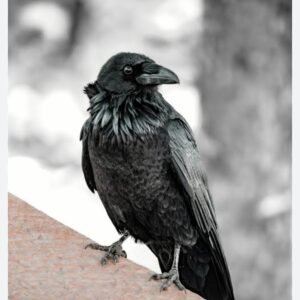 मैनाटांड़ में कौओं की मृत्यु पर जिला प्रशासन सतर्क