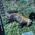 वाल्मीकि टाइगर रिजर्व क्षेत्र में बाघ का शव मिलने से मचा हड़कंप