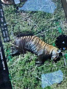 वाल्मीकि टाइगर रिजर्व क्षेत्र में बाघ का शव मिलने से मचा हड़कंप