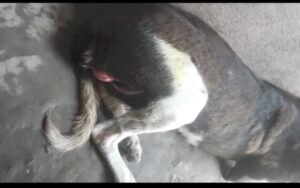 एक ही रात धारदार हथियार से करीब आधा दर्जन आवारा कुत्तों की हत्या, किसी अनहोनी का संकेत तो नहीं..?