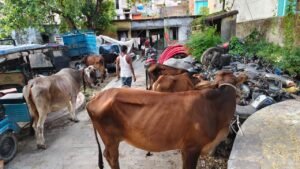 बेतिया : काली बाग थाना क्षेत्र से 15 मवेशियों के साथ एक तस्कर गिरफ्तार