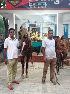 दो घोडों पर लदा विदेशी शराब के साथ एक कारोबारी गिरफ्तार