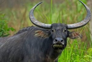 निचलौल के जंगल में रहस्यमयी जंगली भैंसे की दस्तक, वन विभाग अलर्ट