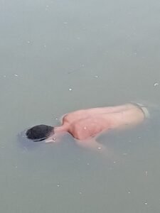 तालाब में अज्ञात युवक का शव पानी में तैरता हुआ बरामद