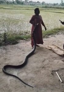 स्नैक लेडी जानकी के विरुद्ध वन विभाग करेगा कारर्वायी