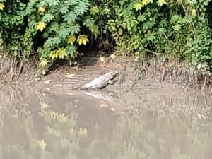 नहर किनारे मगरमच्छ दिखने से ग्रामीणों में दहशत, जलक्रीड़ा व मवेशी चराने वालों पर मंडराया खतरा