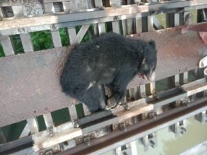 ट्रेन की चपेट में आने से भालू की मौत, दो घंटे तक बाधित रहा रेल परिचालन