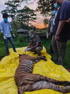 वृद्ध बकरी चरवाहा पर हमला करने वाले बाघ का शव बरामद