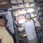 गोपालगंज : मुर्गियों से भरी पिकअप में छिपाकर मोतिहारी जा रहा था बीयर