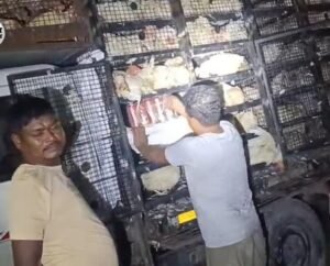 गोपालगंज : मुर्गियों से भरी पिकअप में छिपाकर मोतिहारी जा रहा था बीयर