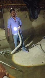 बगहा क्षेत्र अंतर्गत घर के पास किंग कोबरा और अजगर दिखने से मची अफरा-तफरी, वन विभाग ने किया सुरक्षित रेस्क्यू