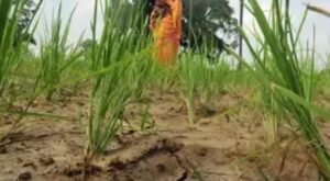 बिहार में मानसून की बेरुखी से खेती पर संकट, अगस्त तक 41% कम बारिश, धान की फसल बचाना चुनौती
