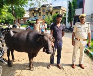 चोरी की भैंस के साथ चोर गिरफ्तार