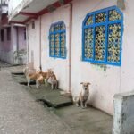 नगर वासियों को आवारा कुत्तों से भी निजात नहीं मिल सका, लेकिन अब वे पालतू कुत्तों से  परेशान हैं