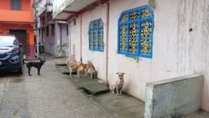 नगर वासियों को आवारा कुत्तों से भी निजात नहीं मिल सका, लेकिन अब वे पालतू कुत्तों से  परेशान हैं